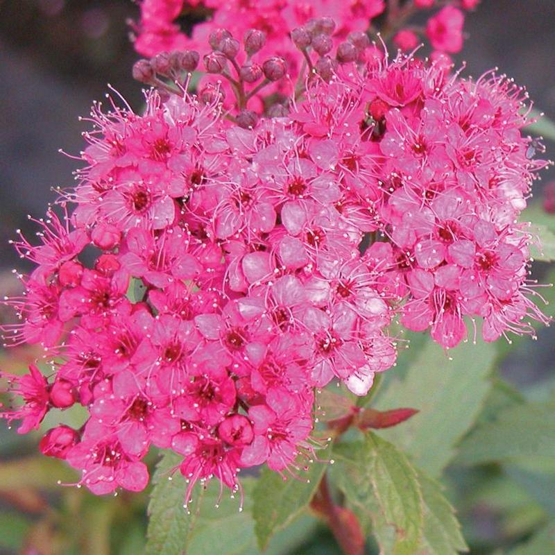 Spiraea japonica Neon Flash