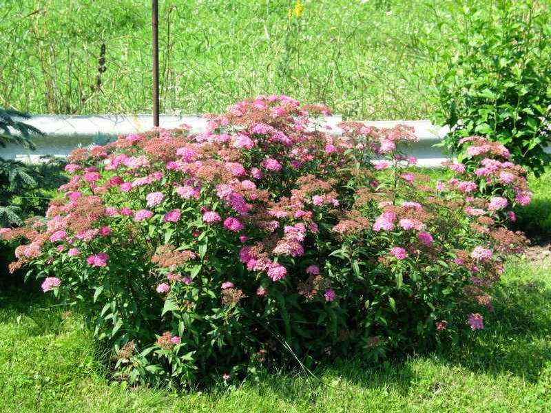 Spiraea japonica Shirobana