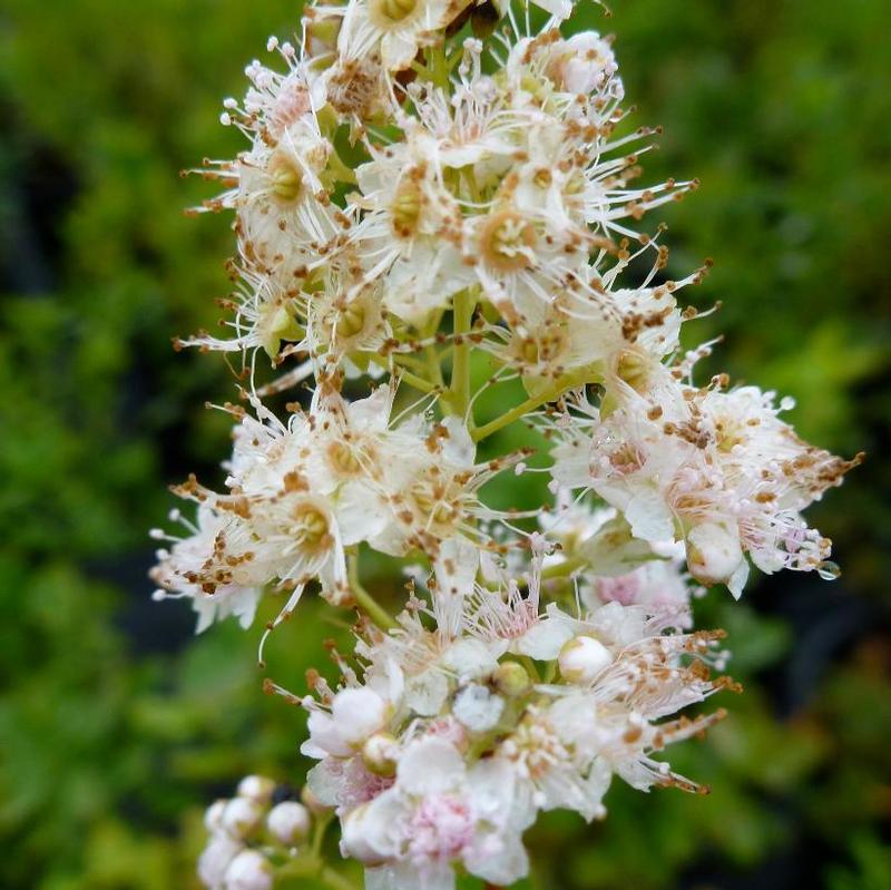 Spiraea latifolia 