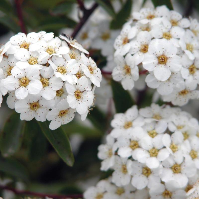 Spiraea nipponica Snowmound