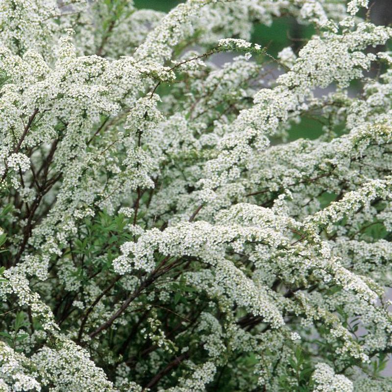 Spiraea x arguta Graciosa