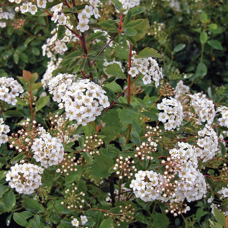 Spiraea x vanhouttei 