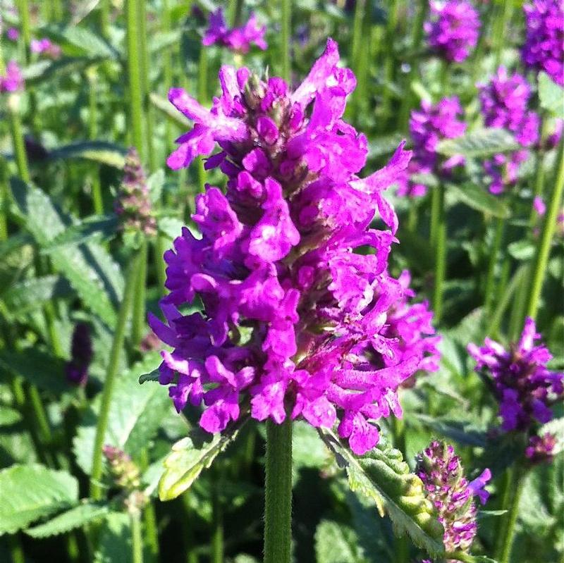 Stachys monieri Hummelo