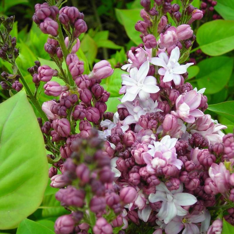 Syringa x vulgaris Agincourt Beauty