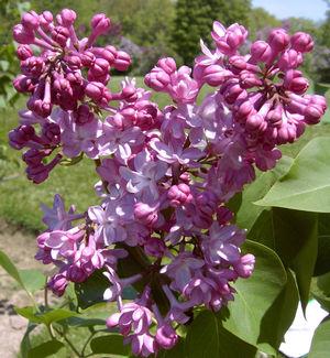 Syringa x vulgaris Belle de Nancy