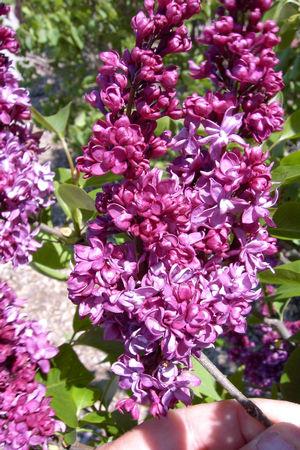 Syringa x vulgaris Charles Joly