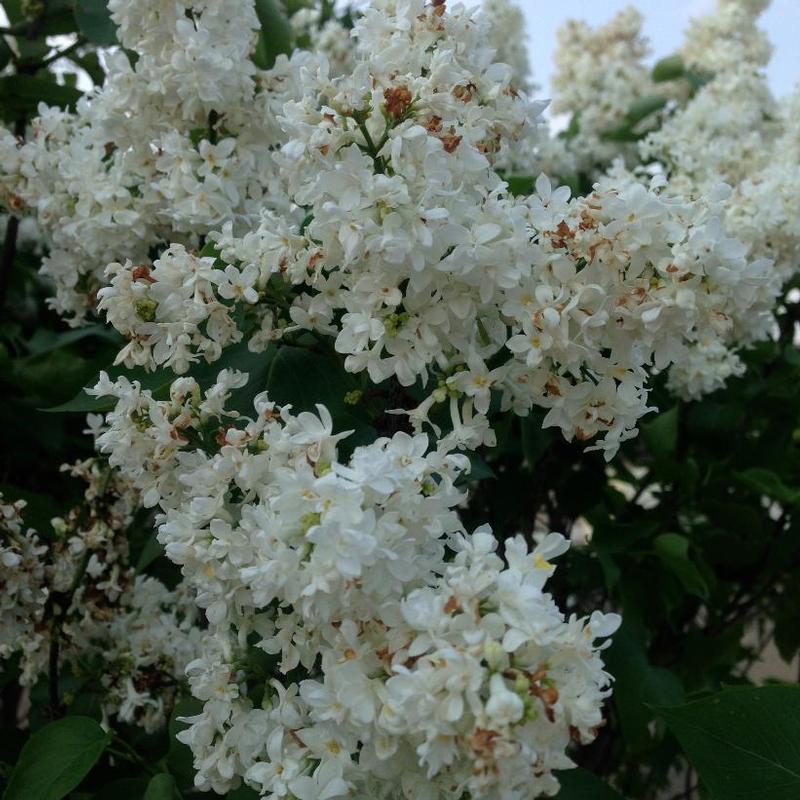 Syringa x vulgaris Madame Lemoine