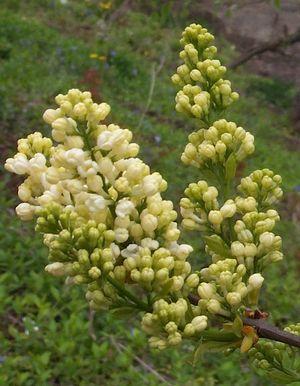 Syringa x vulgaris Primrose