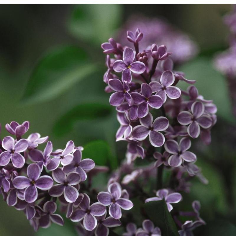 Syringa x vulgaris Sensation