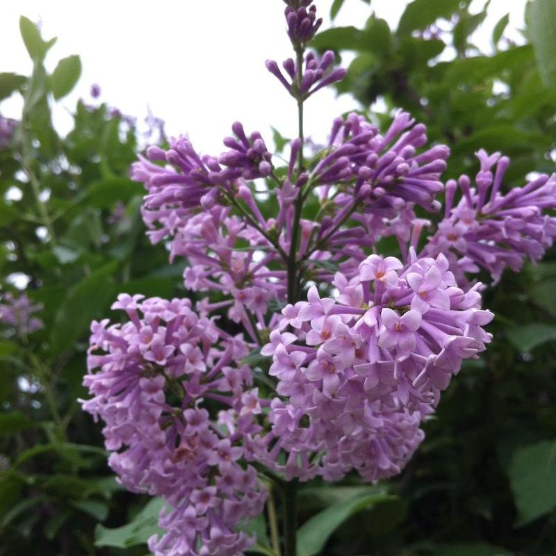 Syringa x prestoniae Isabella