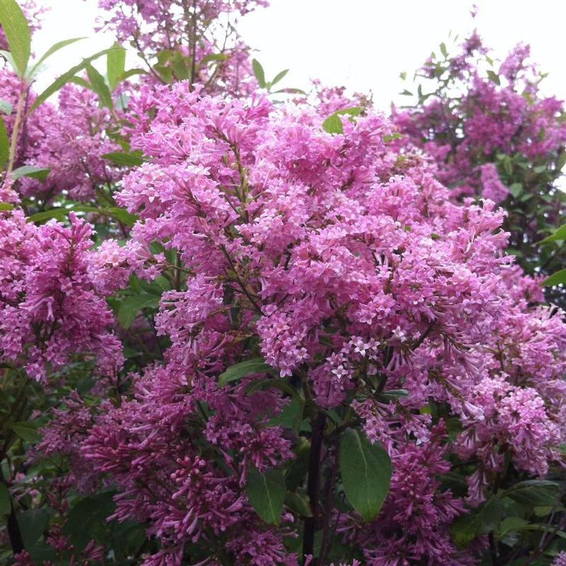 Syringa x prestoniae Preston Lilac James Mcfarlane