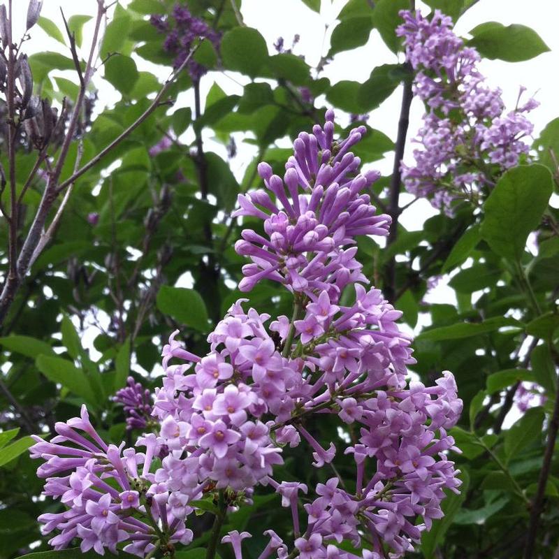 Syringa x prestoniae Preston Lilac Nocturne