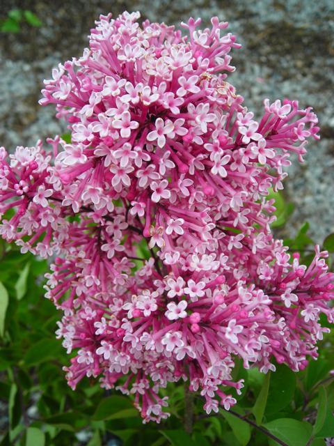 Syringa x Fairy Tale® Bailbelle