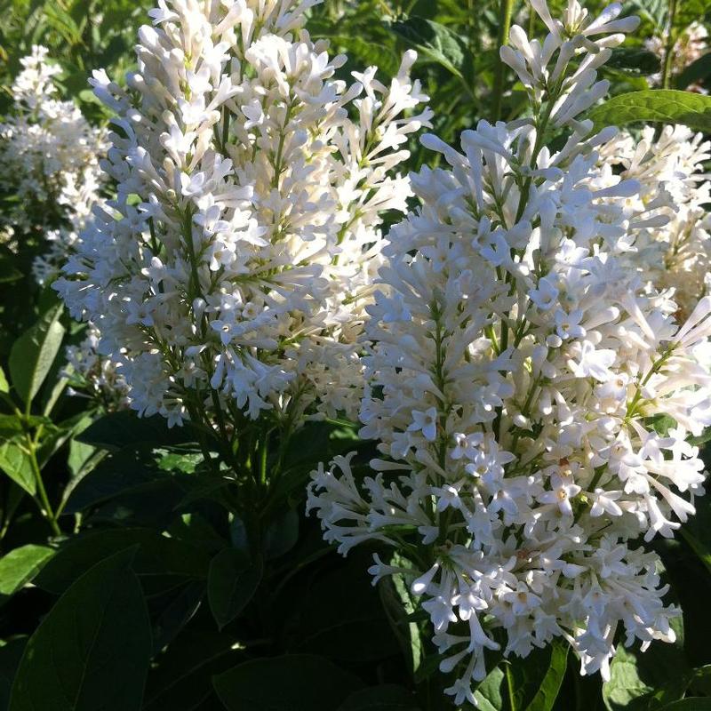 Syringa josikaea Holger