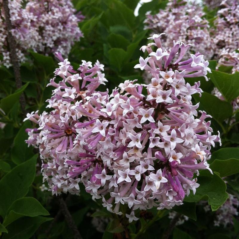 Syringa patula Miss Kim