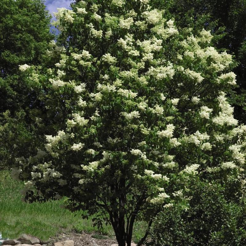 Syringa reticulata Ivory Silk