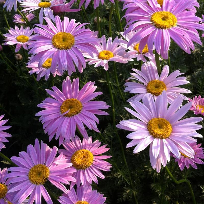 Tanacetum coccineum Robinson's Pink