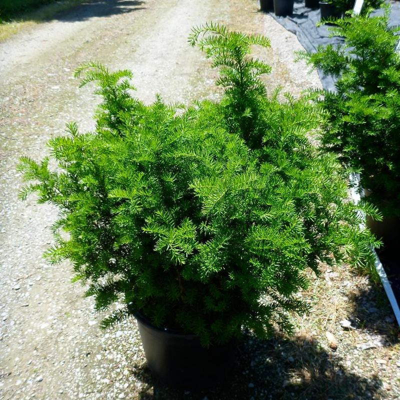 Taxus x media Brownii