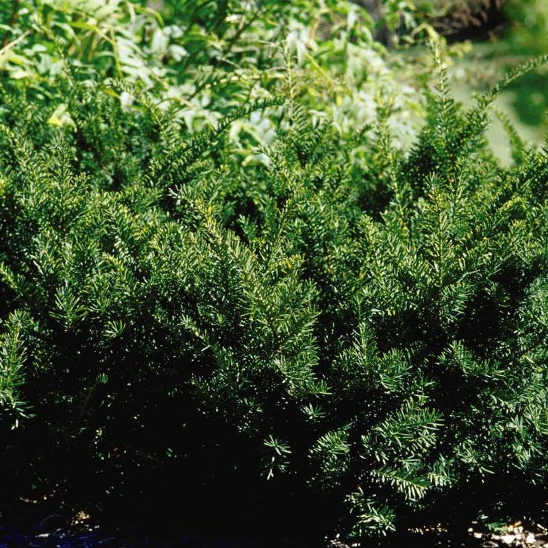 Taxus x media Densiformis