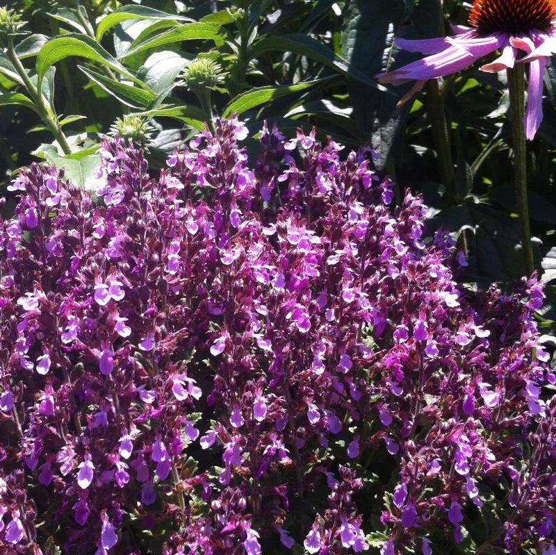 Teucrium chamaedrys 