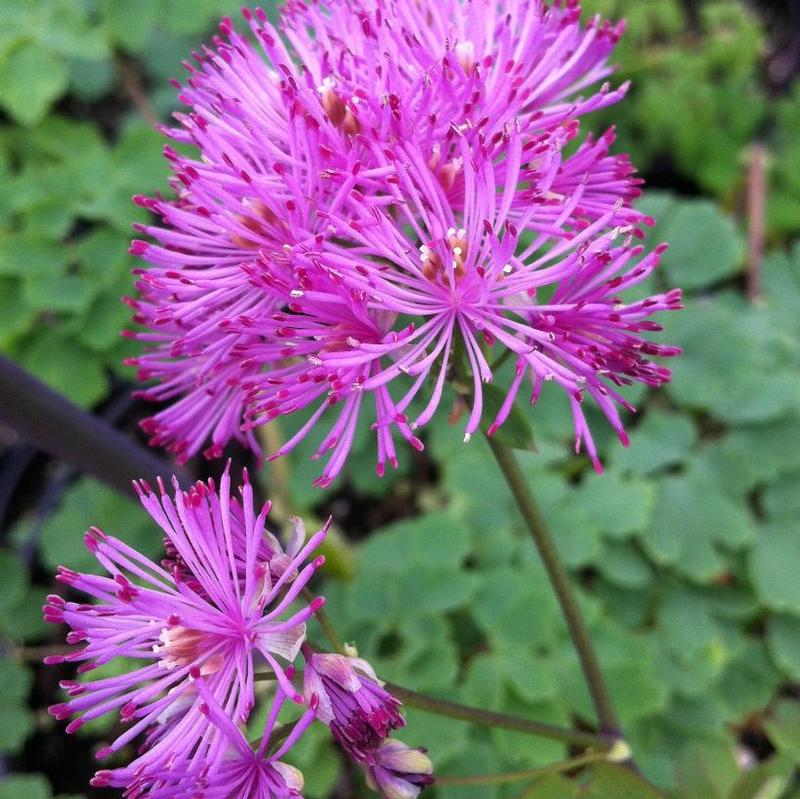 Thalictrum aquilegifolium 