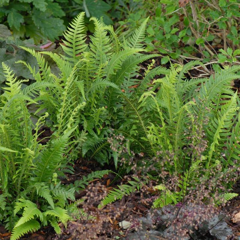 Thelypteris decursive-pinnata 