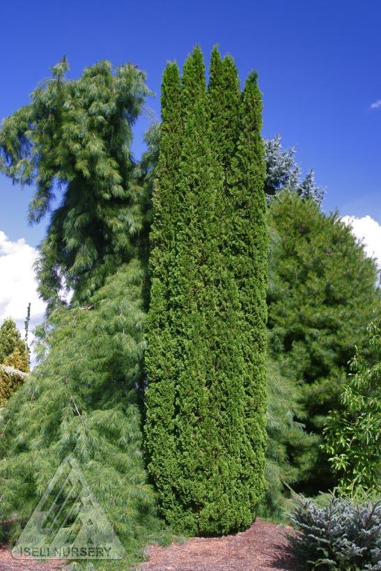 Thuja occidentalis Degroot's Spire