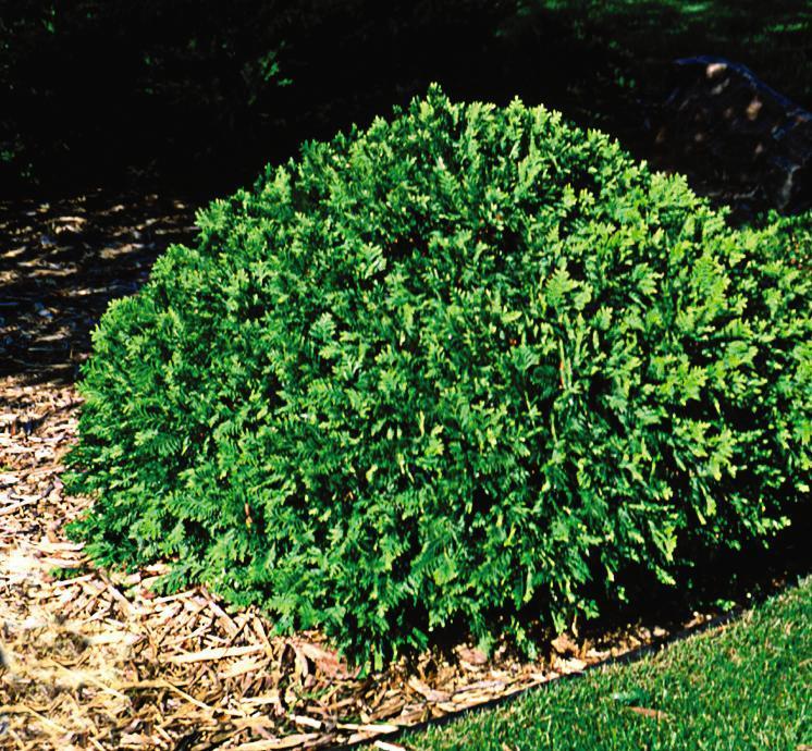 Thuja occidentalis Woodwardii