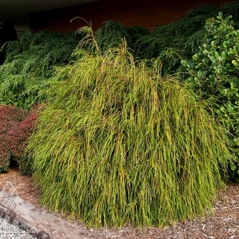 Thuja plicata Whipcord