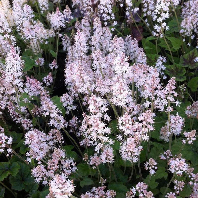 Tiarella cordifolia 