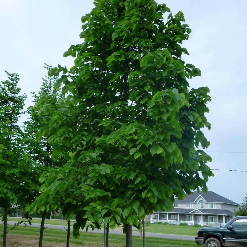 Tilia americana Redmond