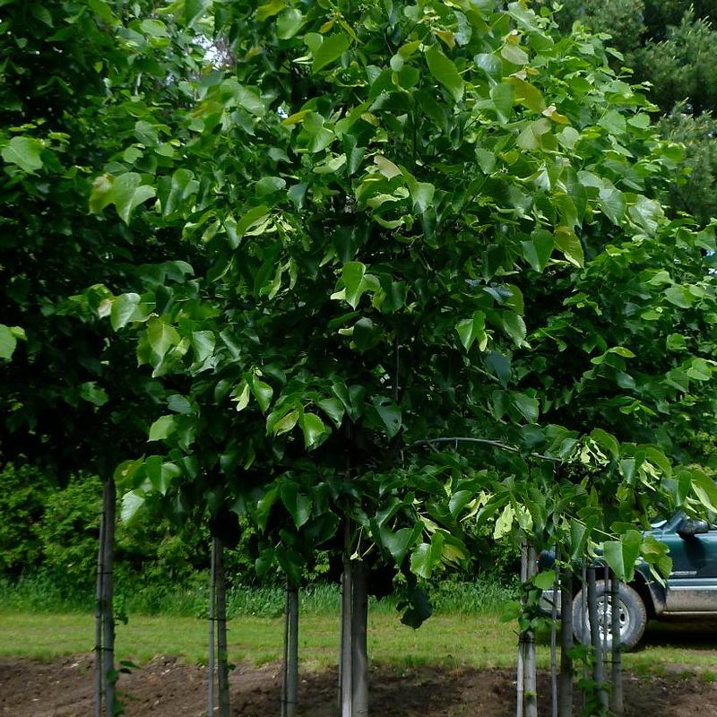 Tilia americana 