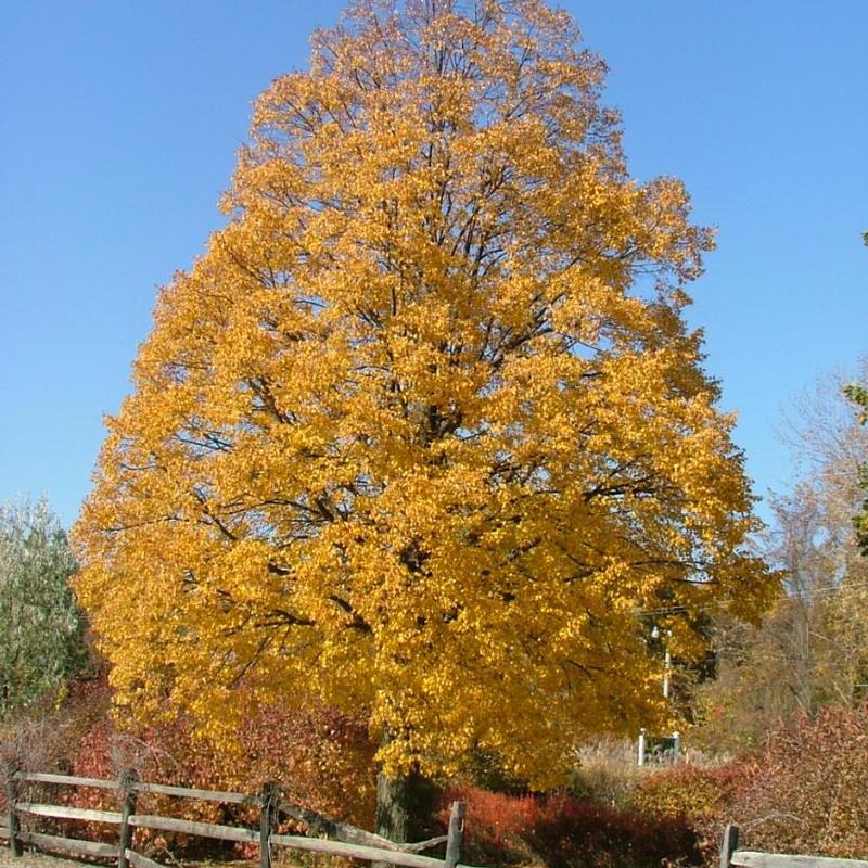 Tilia cordata Corzam