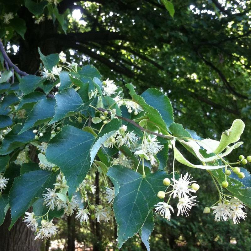 Tilia cordata PNI 6025