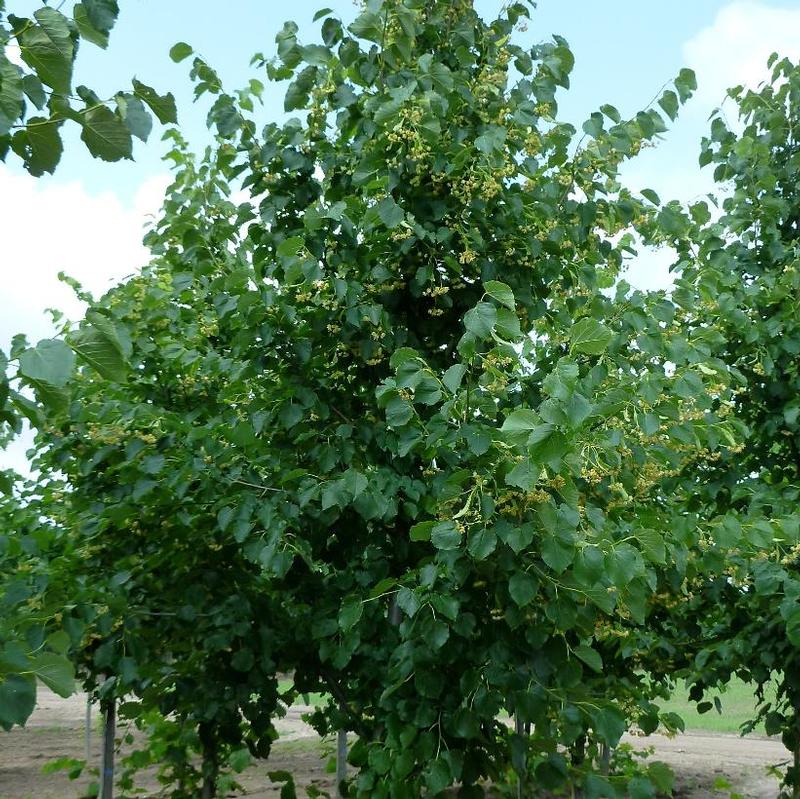 Tilia x flavescens Glenleven