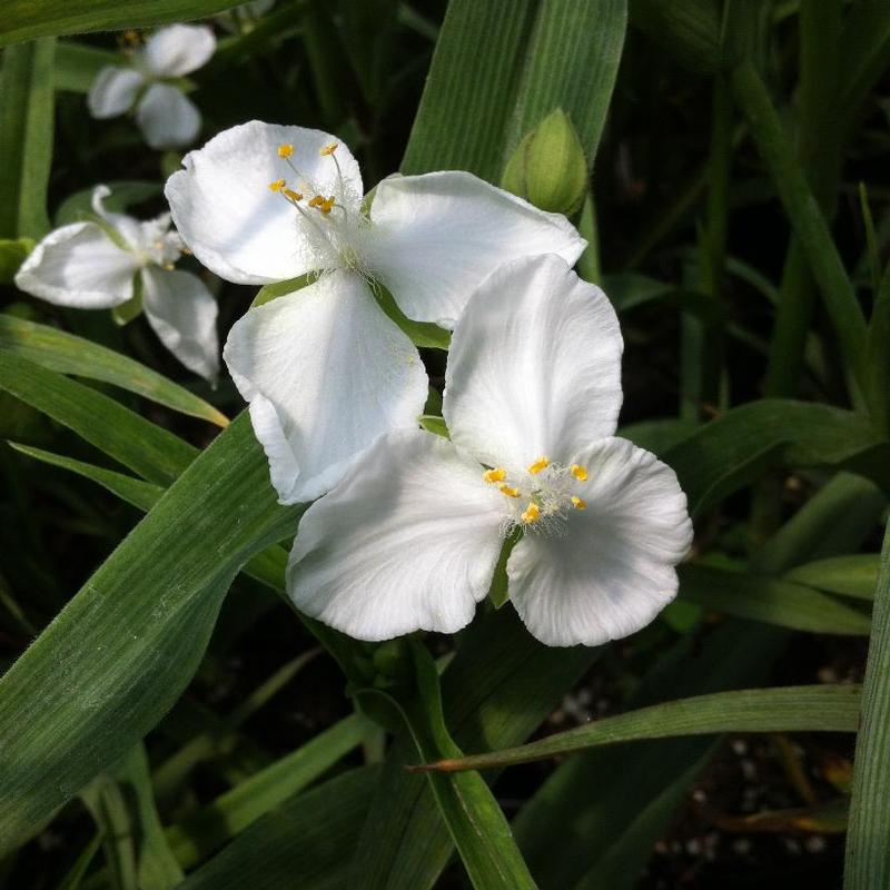 Tradescantia x Innocence