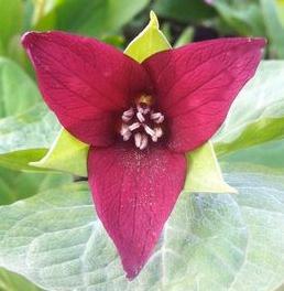 Trillium erectum 