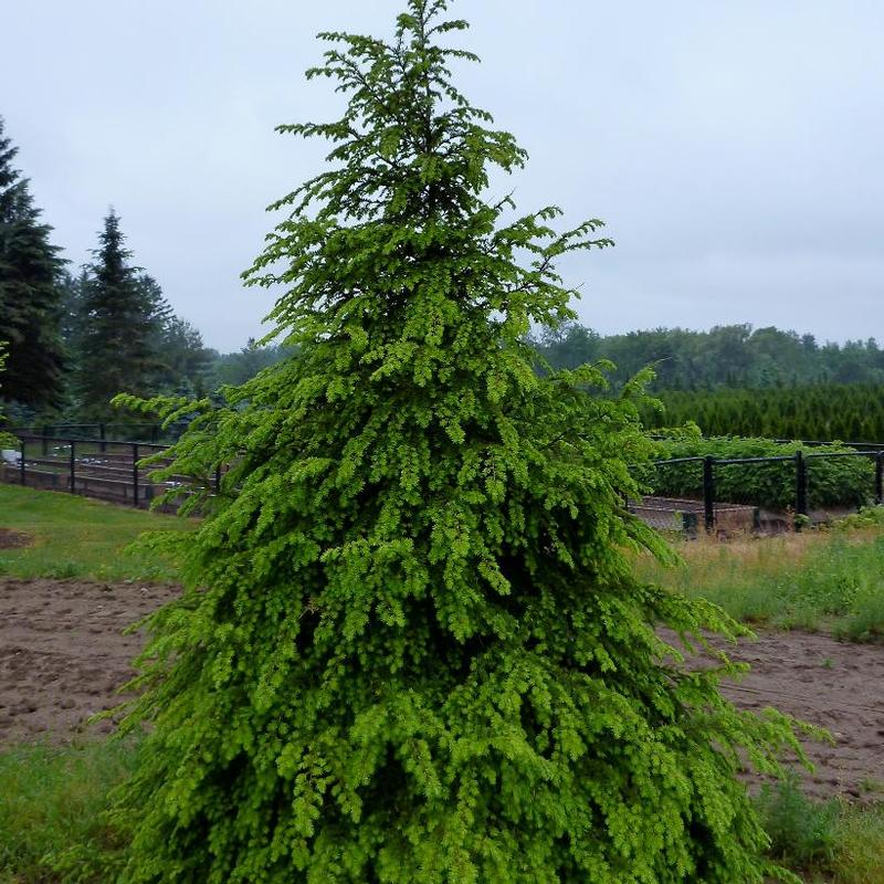 Tsuga canadensis 