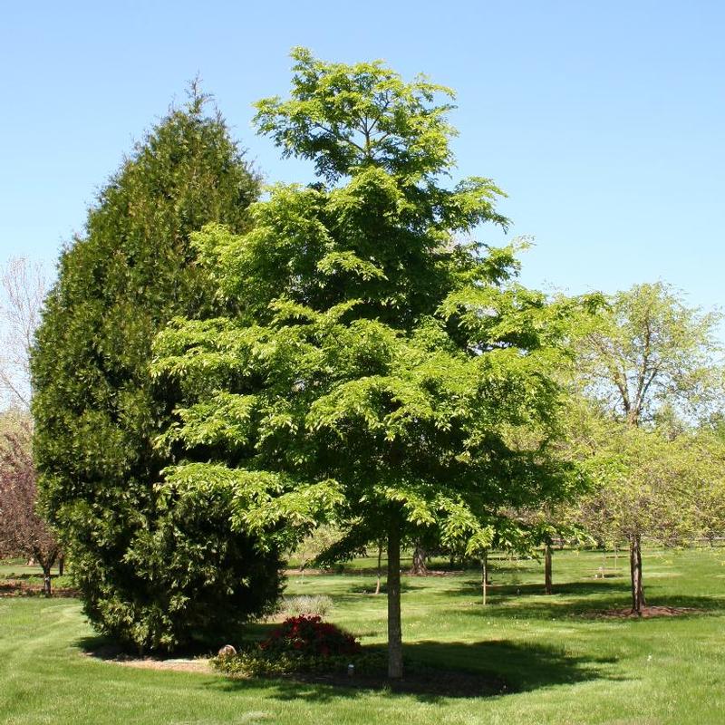 Ulmus davidiana var. japonica Morton