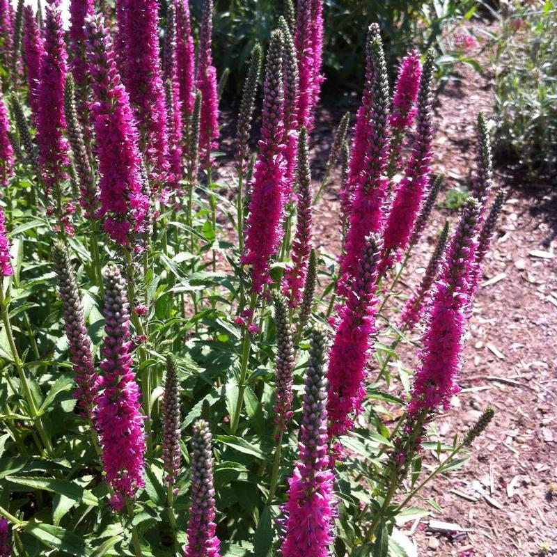 Veronica spicata Rotfuchs