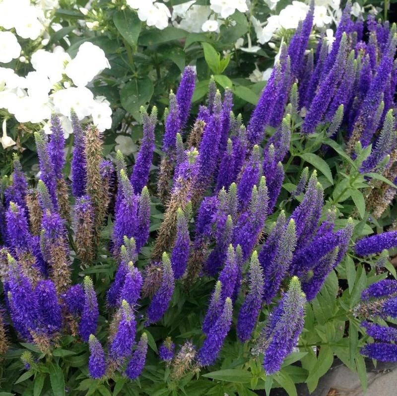 Veronica spicta Glory