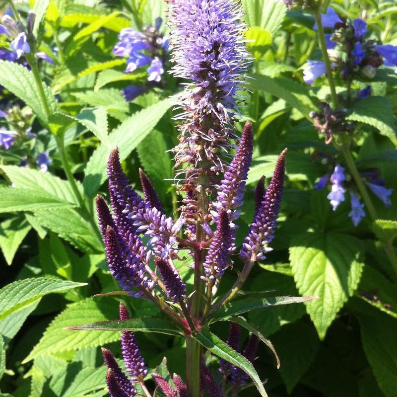 Veronicastrum virginicum Red Arrows