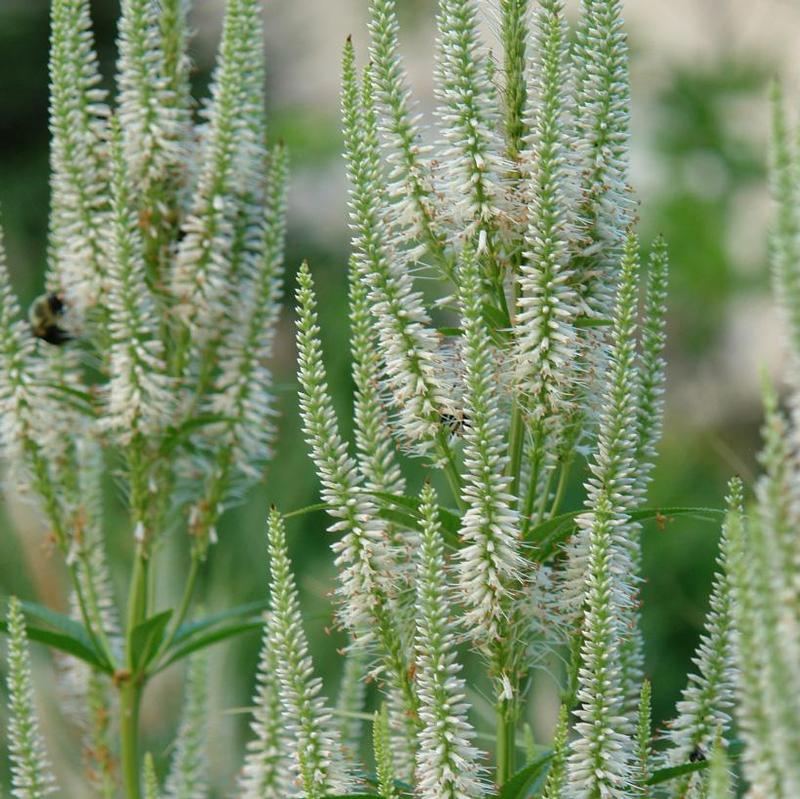 Veronicastrum virginicum 