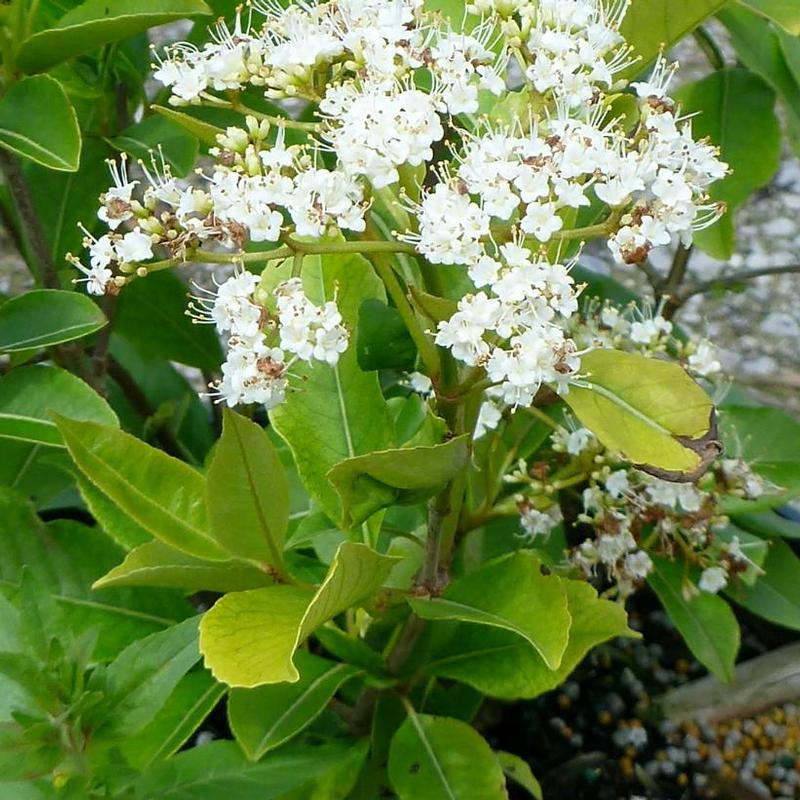 Viburnum cassinoides 