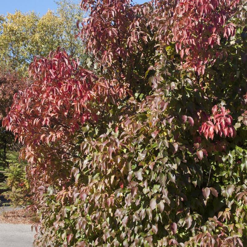 Viburnum lentago 