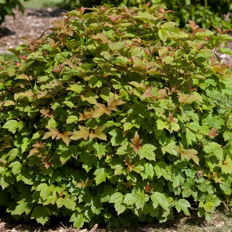 Viburnum Opulus Nanum Dwarf European Cranberry From Antheia Gardens