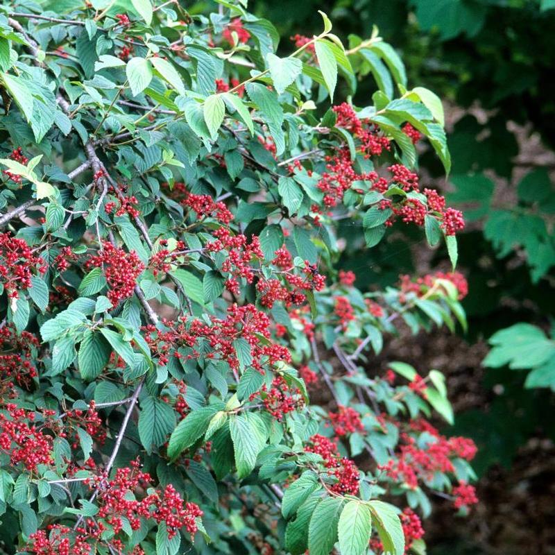 Viburnum plicatum f. tomentosum Mariesii