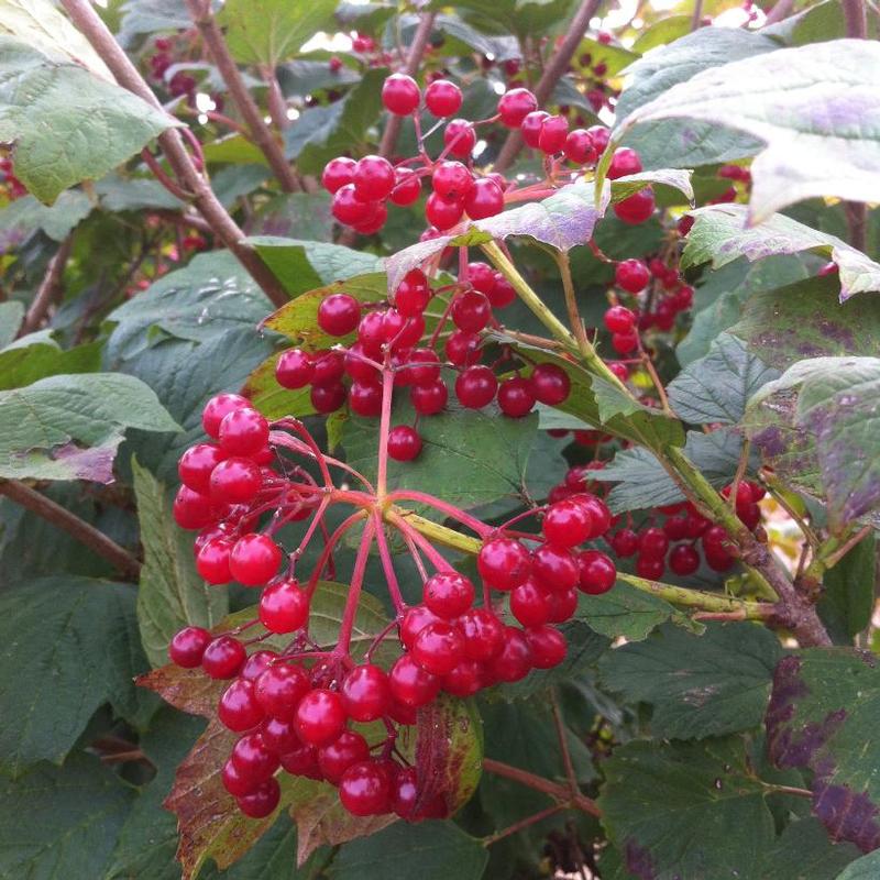 Viburnum trilobum 