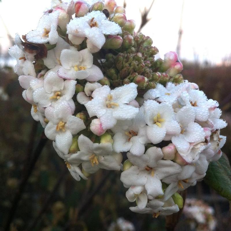 Viburnum x burkwoodii 