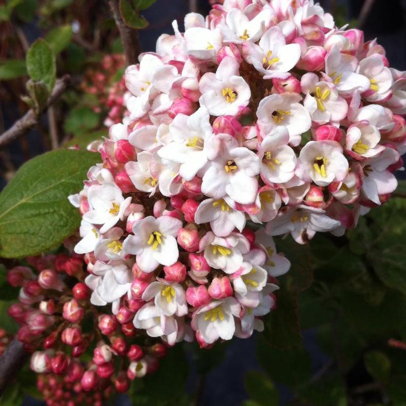 Viburnum x carlcephalum 